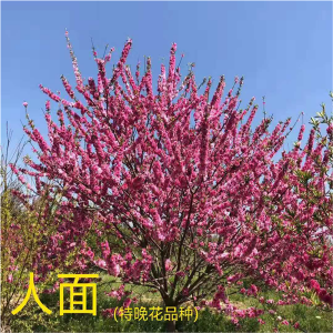 特晚花品种-人面