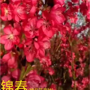 特早花品种锦春