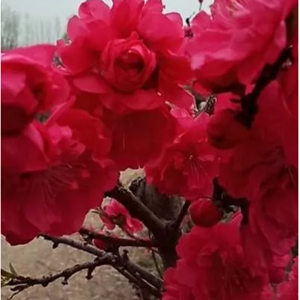 胭脂红
