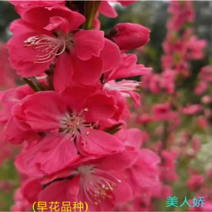 早花品种-美人娇