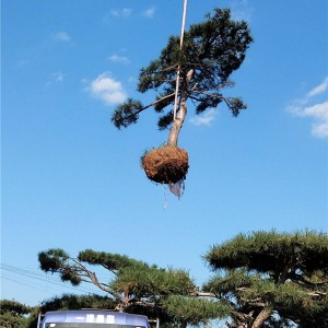 造型景观松