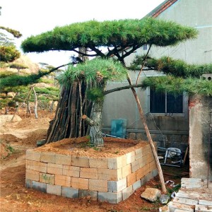 造型景观松