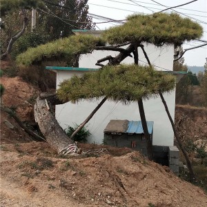 造型景观松