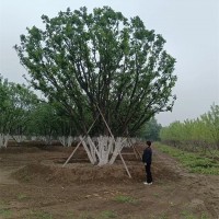 丛生蒙古栎