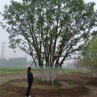 丛生蒙古栎