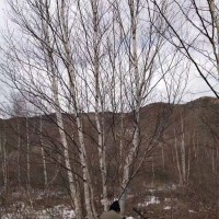 丛生白桦树