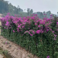 紫花柱