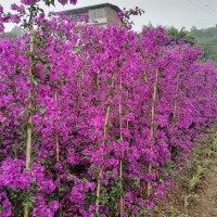 紫花柱