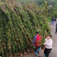 紫花多枝
