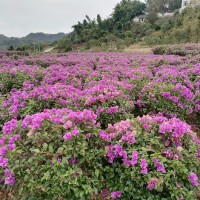 紫花三角梅球