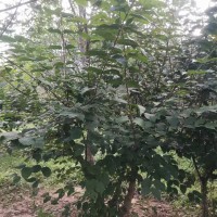 2-12公分山茱萸