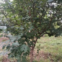 2-12公分山茱萸