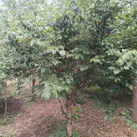 2-12公分山茱萸