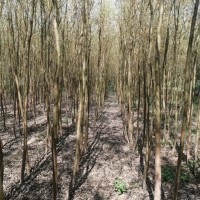 馒头柳小苗