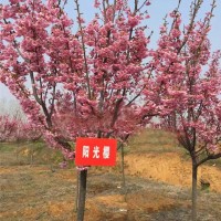 阳光樱