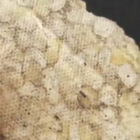 文冠果油粕