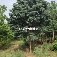 15公分老楸树