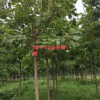 10-12公分梓树
