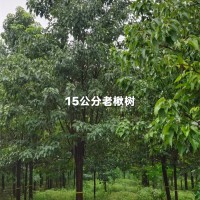 15公分楸树
