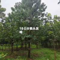18公分截头发帽