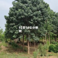 12-16公分楸树