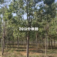 20公分楸树
