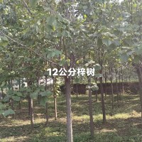 12公分梓树