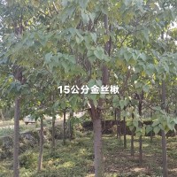 15公分金丝楸