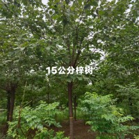 15公分梓树