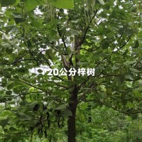 20公分梓树