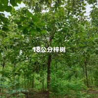 18公分梓树