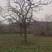 柿子树