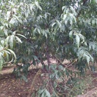 桃树