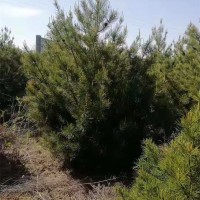 白皮松