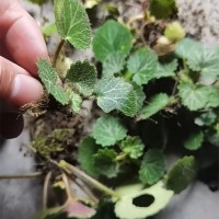 虎耳草