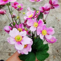 银莲花