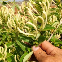 金银花苗