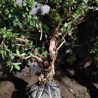 金银花苗供应