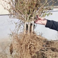 金银花苗基地