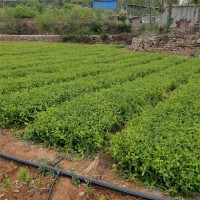 金银花苗批发