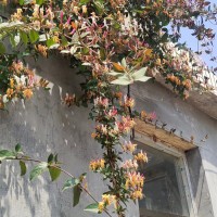 金银花基地