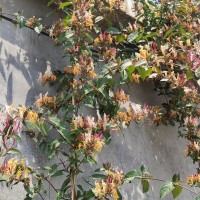 金银花基地