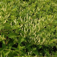 山东金银花苗