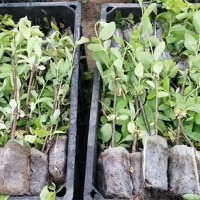 山东金银花苗