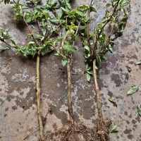 四季金银花