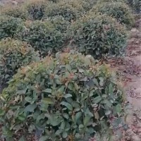 红叶石楠球