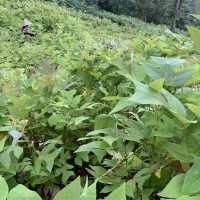 鹅掌楸