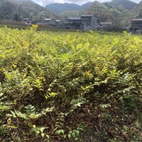 黄柏