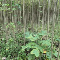 马褂木