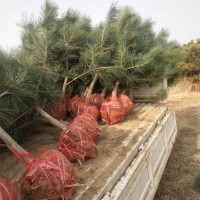 3公分至20公分的黑松土球